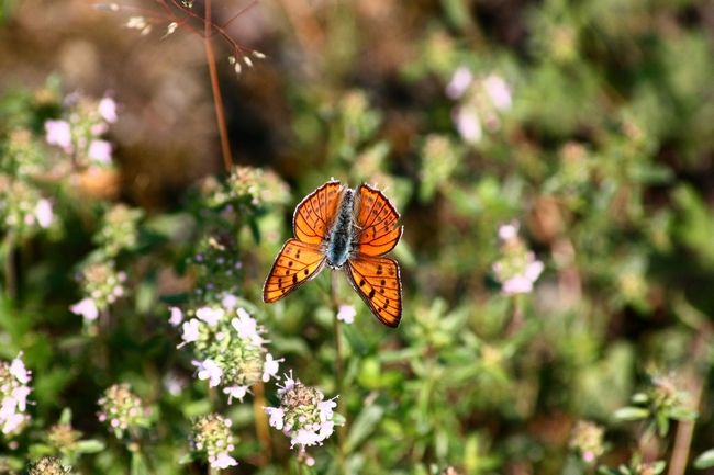 Lycaena alciphron